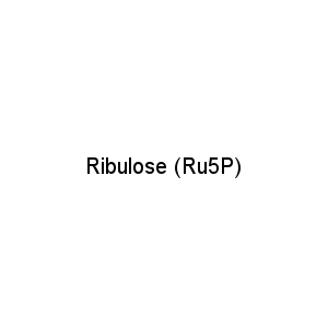 Ribulose (Ru5P)